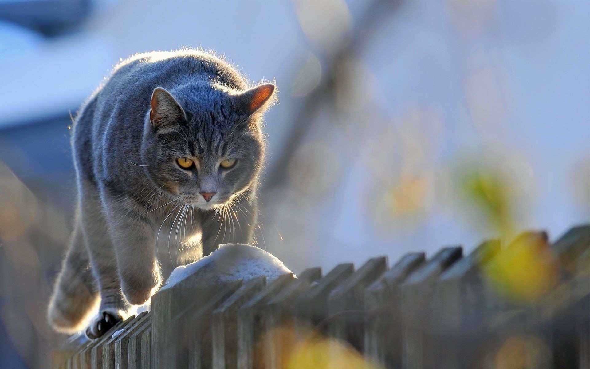 cats nature cat animal outdoors cute portrait mammal