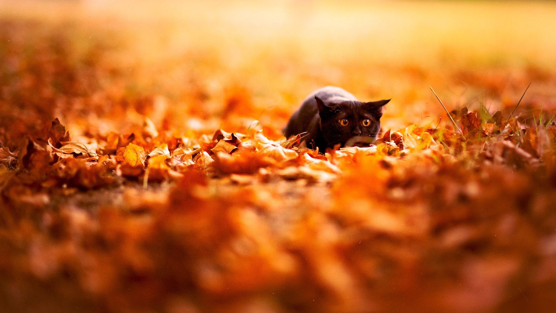 katzen essen herbst unschärfe gold