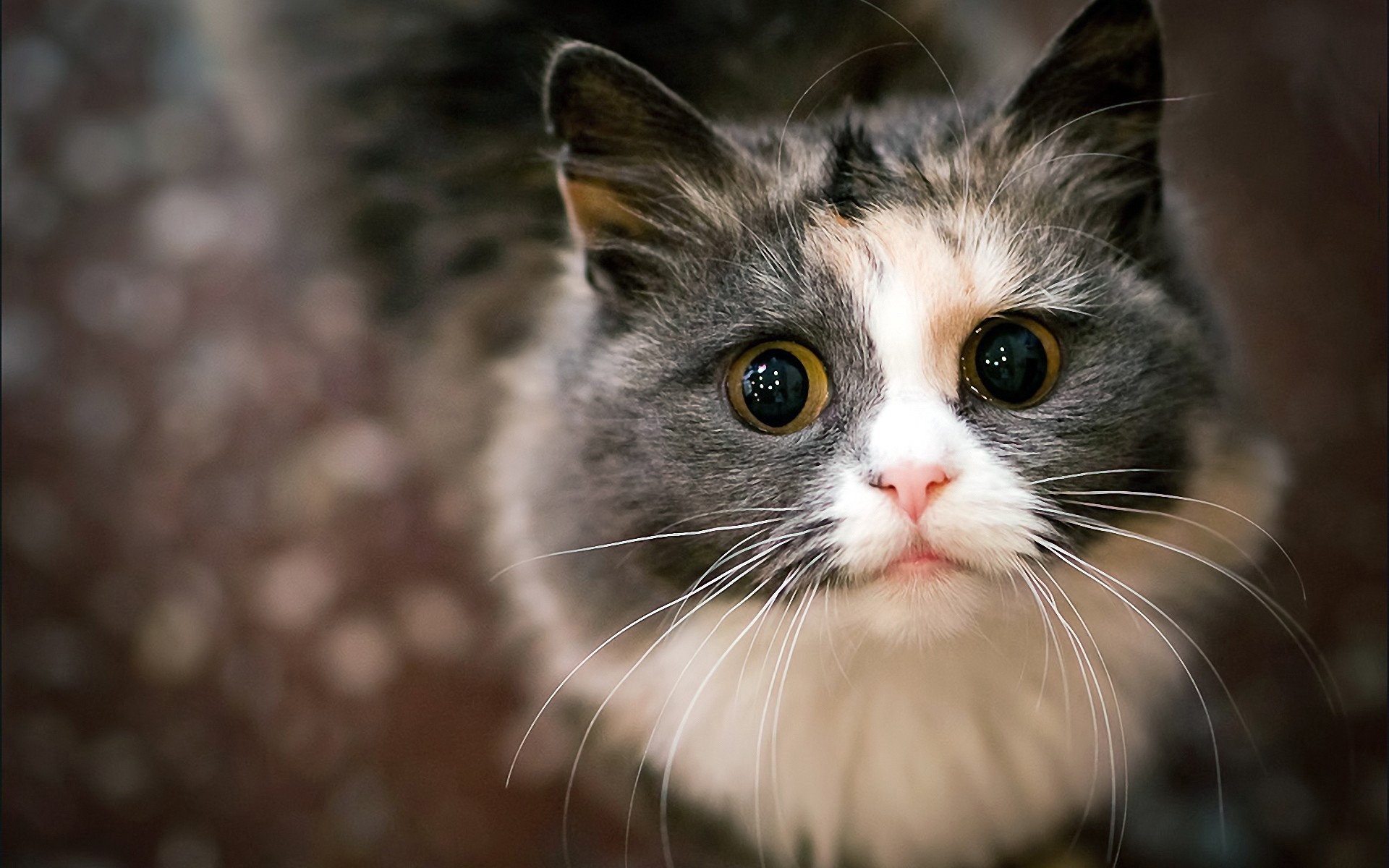 katze katze tier niedlich haustier auge säugetier fell porträt kätzchen inländische junge kleine