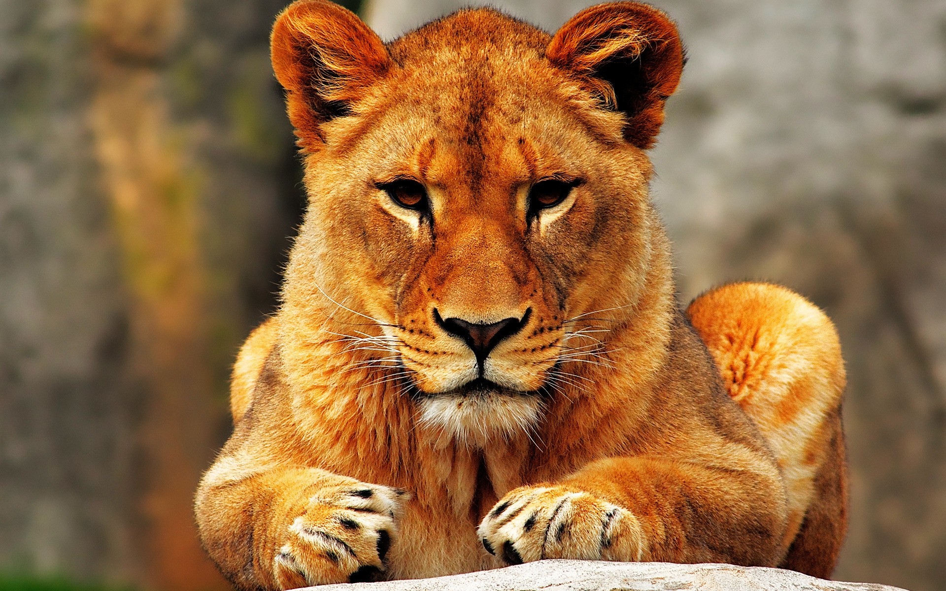 animals cat mammal wildlife wild animal nature predator lion zoo safari carnivore hunter fur lioness