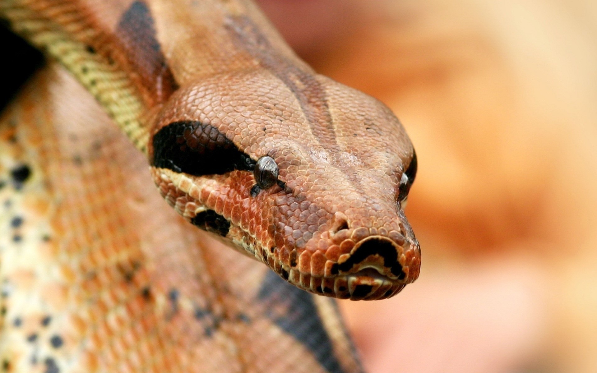 reptiles y ranas serpiente gazoo boa pitón vida silvestre naturaleza animal zoología mascota veneno viper escala herpetología veneno exótico biología peligro depredador ver