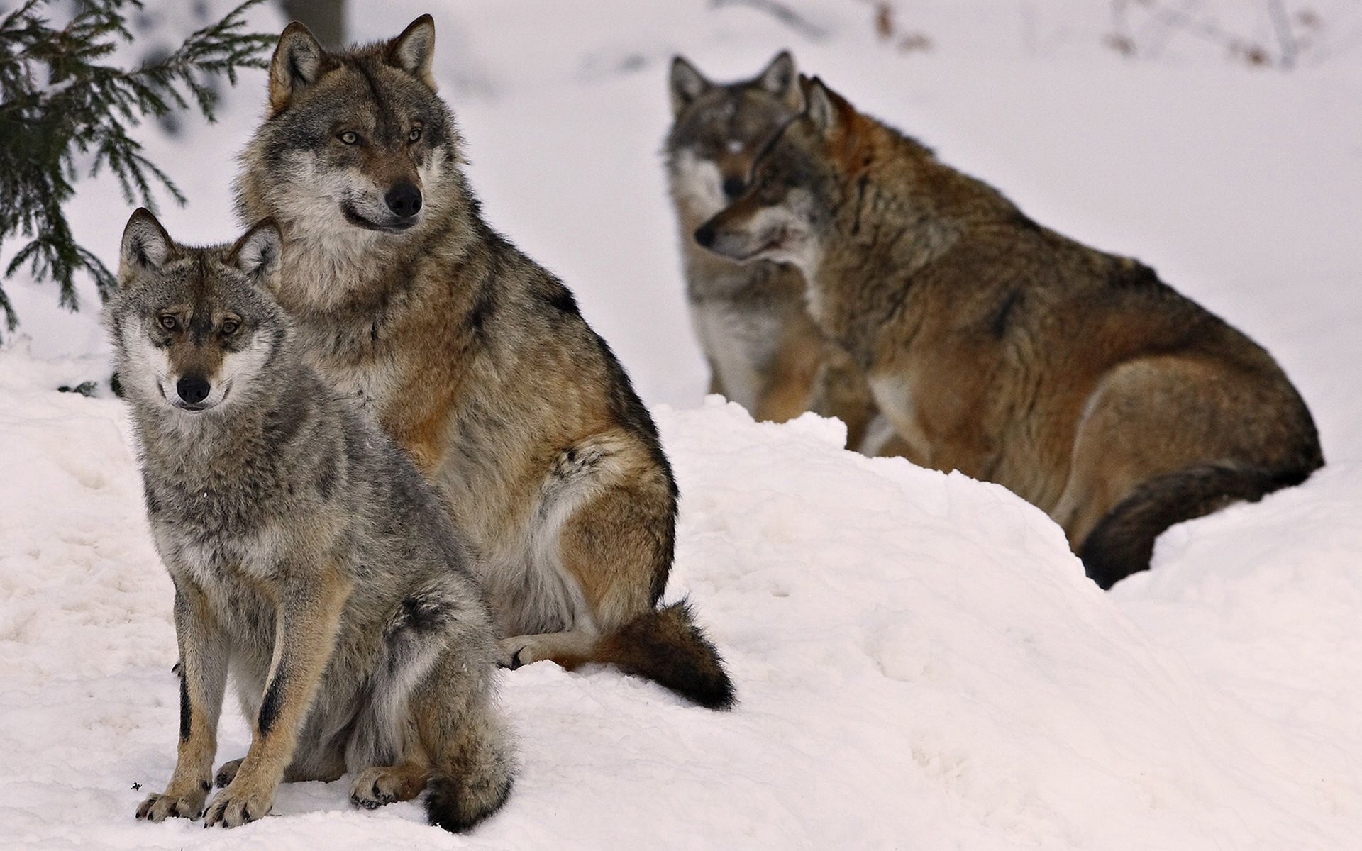 animales mamífero vida silvestre invierno nieve lobo perro depredador naturaleza animal salvaje perro frosty piel frío carnívoro al aire libre viendo lobos