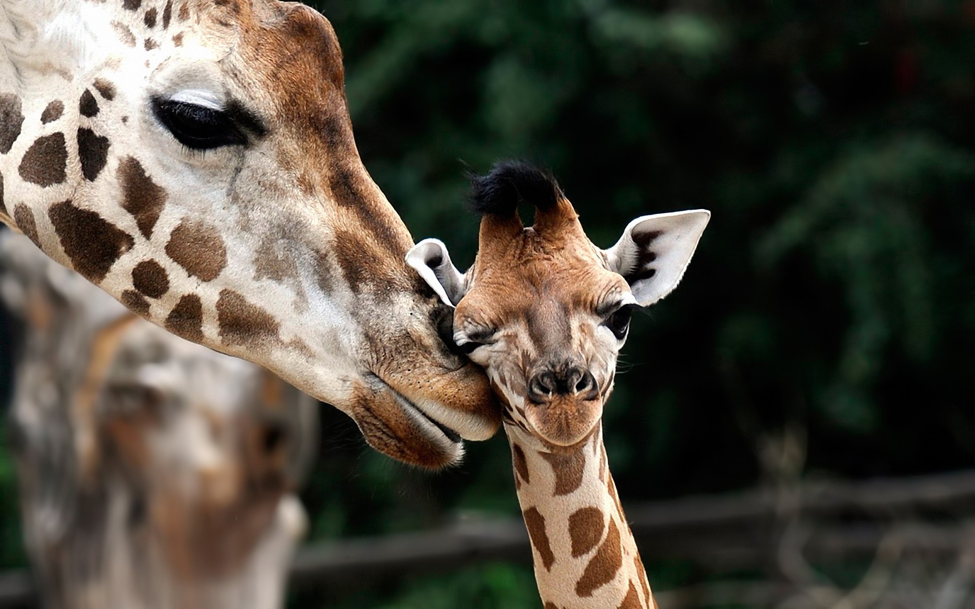 zwierzęta żyrafa ssak dzika przyroda natura szyja zwierzę dzikie zoo głowa portret słodkie długie usta park oglądanie śmieszne na zewnątrz żyrafa dla dzieci