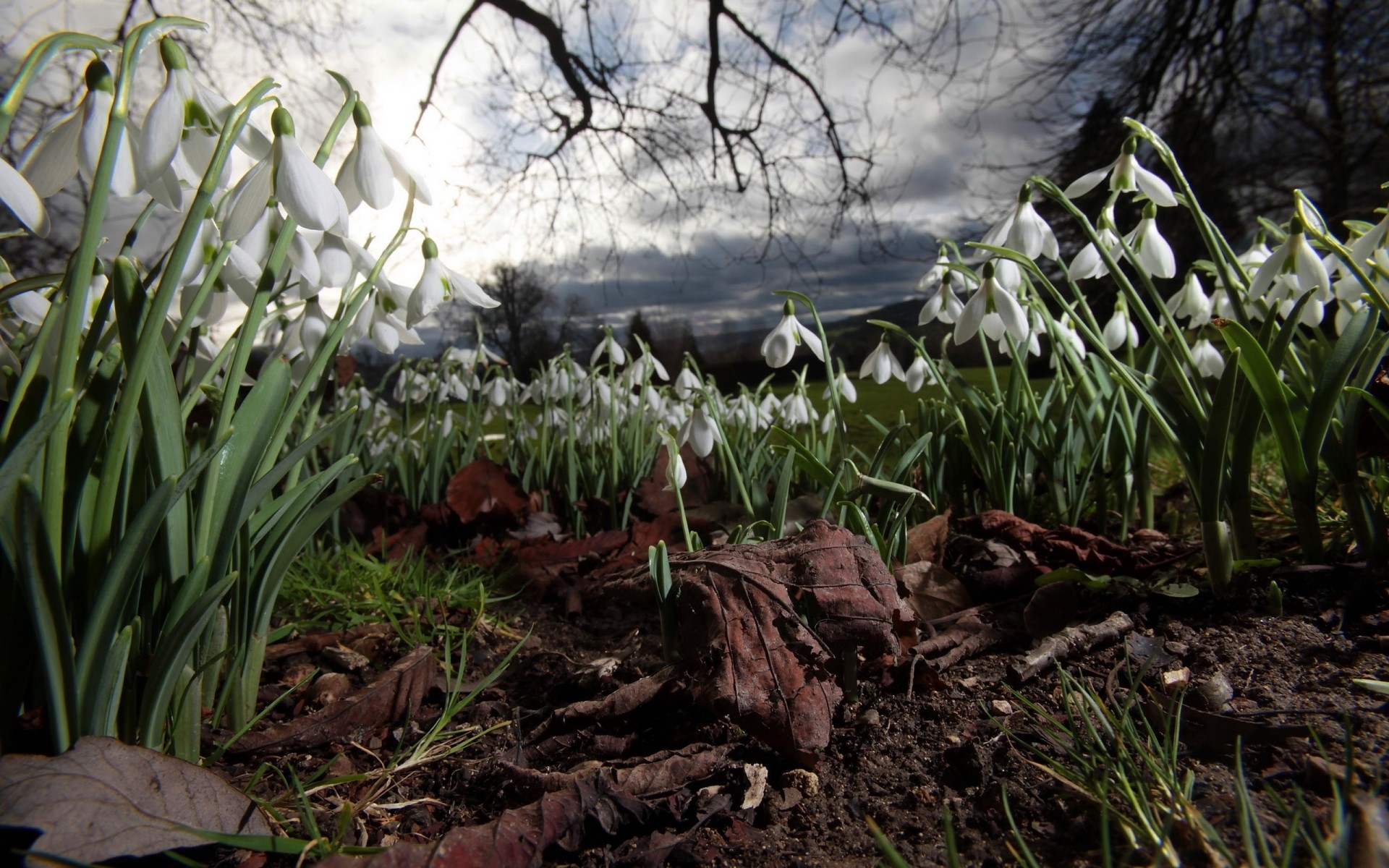 flowers nature flower outdoors leaf early flora season grass garden growth wood dawn park fair weather blooming landscape environment springtime hayfield snowdrops land clouds