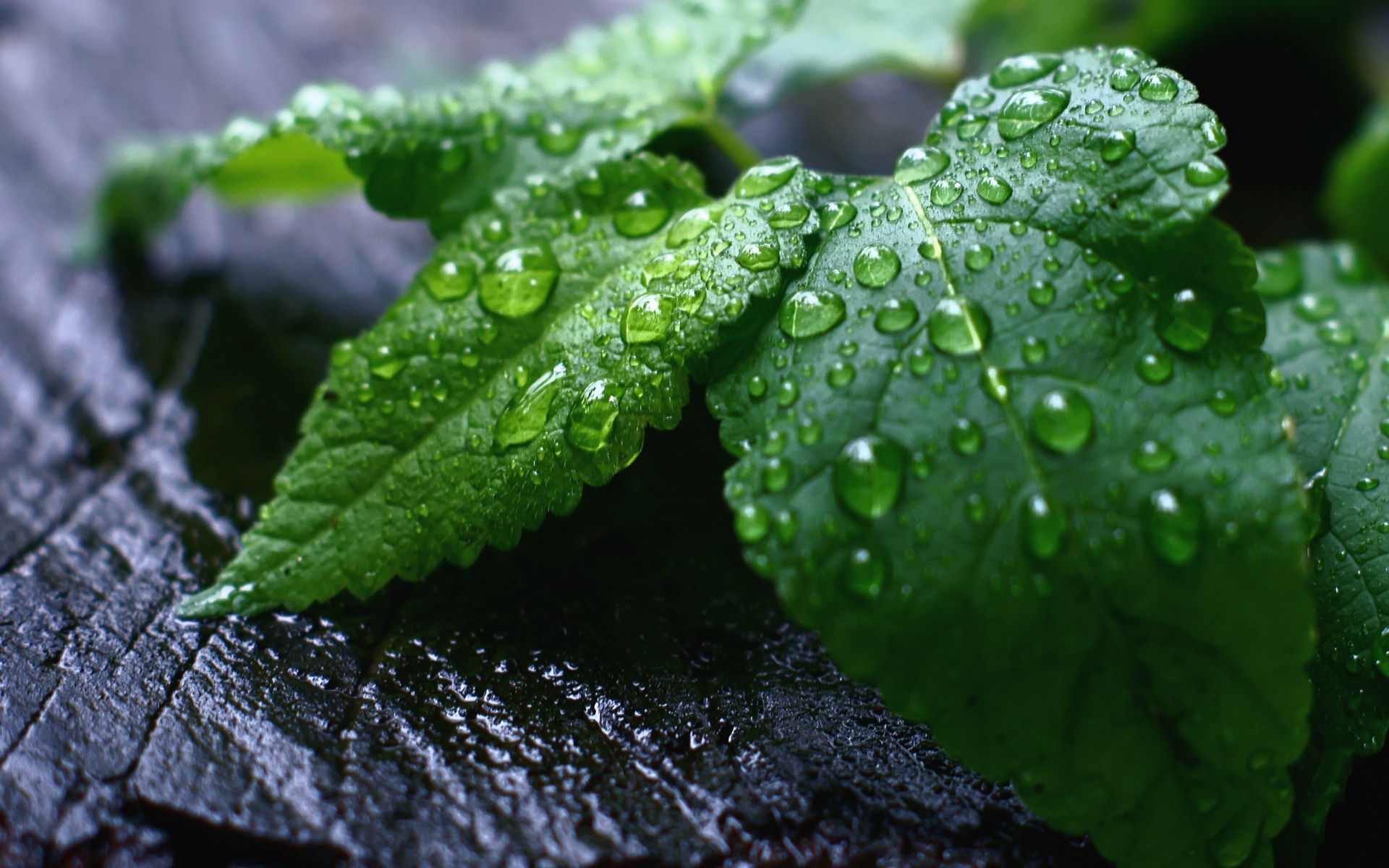 plantes feuille flore chute pluie nature rosée croissance fraîcheur humide environnement jardin eau gros plan gouttes herbes propreté frais feuilles