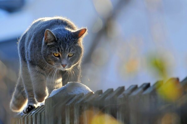 A stern gray cat walks along the fence