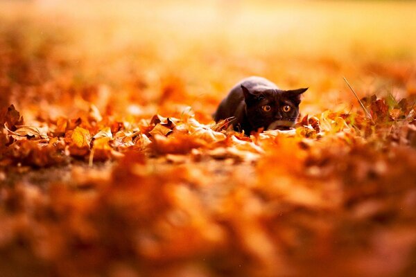 A black cat sneaks through the fallen leaves