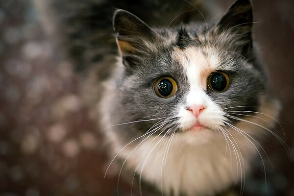 Cute kitten looks straight into the camera