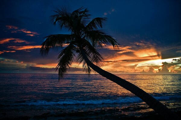 Palm tree on the beach against the sunset