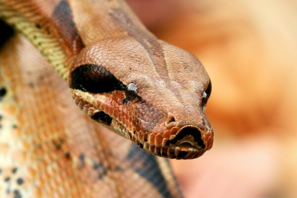 La belleza de la serpiente en su sabiduría