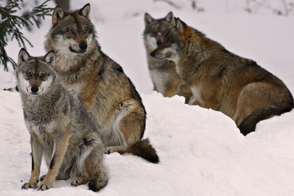 Four wolves in winter in the forest