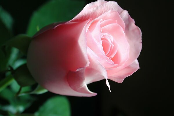 精致的新鲜玫瑰花蕾