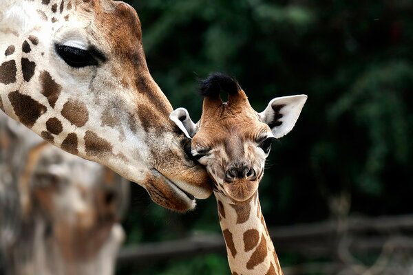 Mãe girafa com filhote pequeno