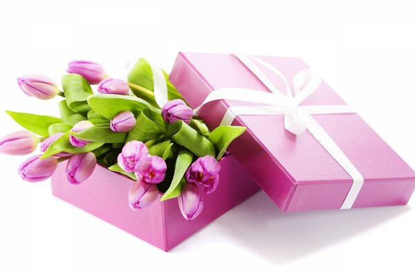 Lilac tulips in a gift box