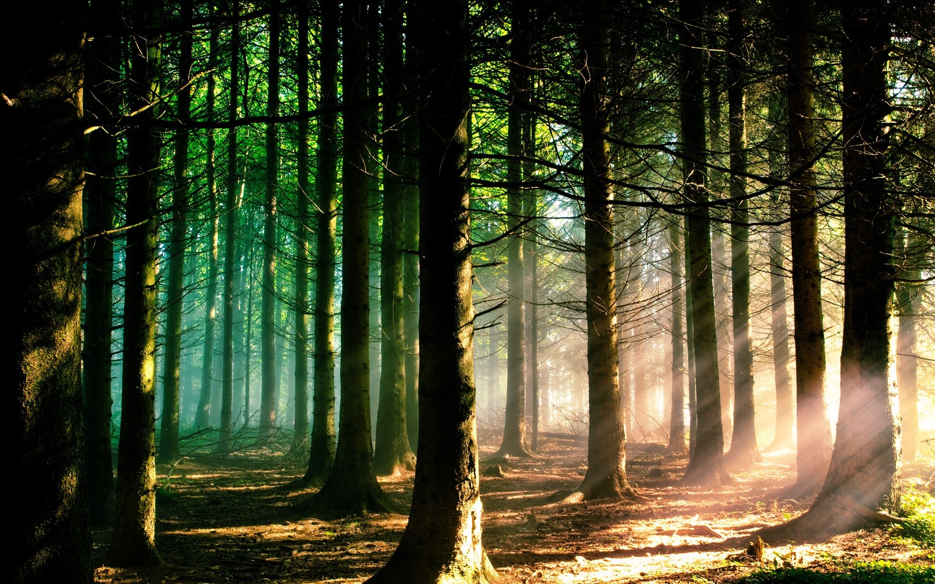 paisagens madeira névoa névoa natureza amanhecer sol árvore paisagem luz folha bom tempo sanbim outono parque sombra árvores