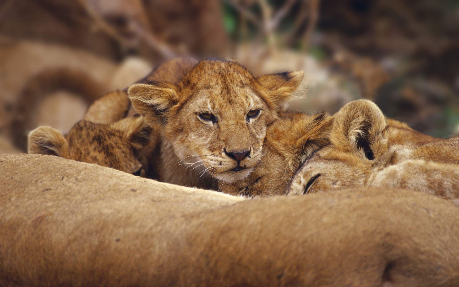 animaux chat mammifère faune lion prédateur safari mangeur de viande animal sauvage nature chasseur louveteau lionne zoo fourrure lions