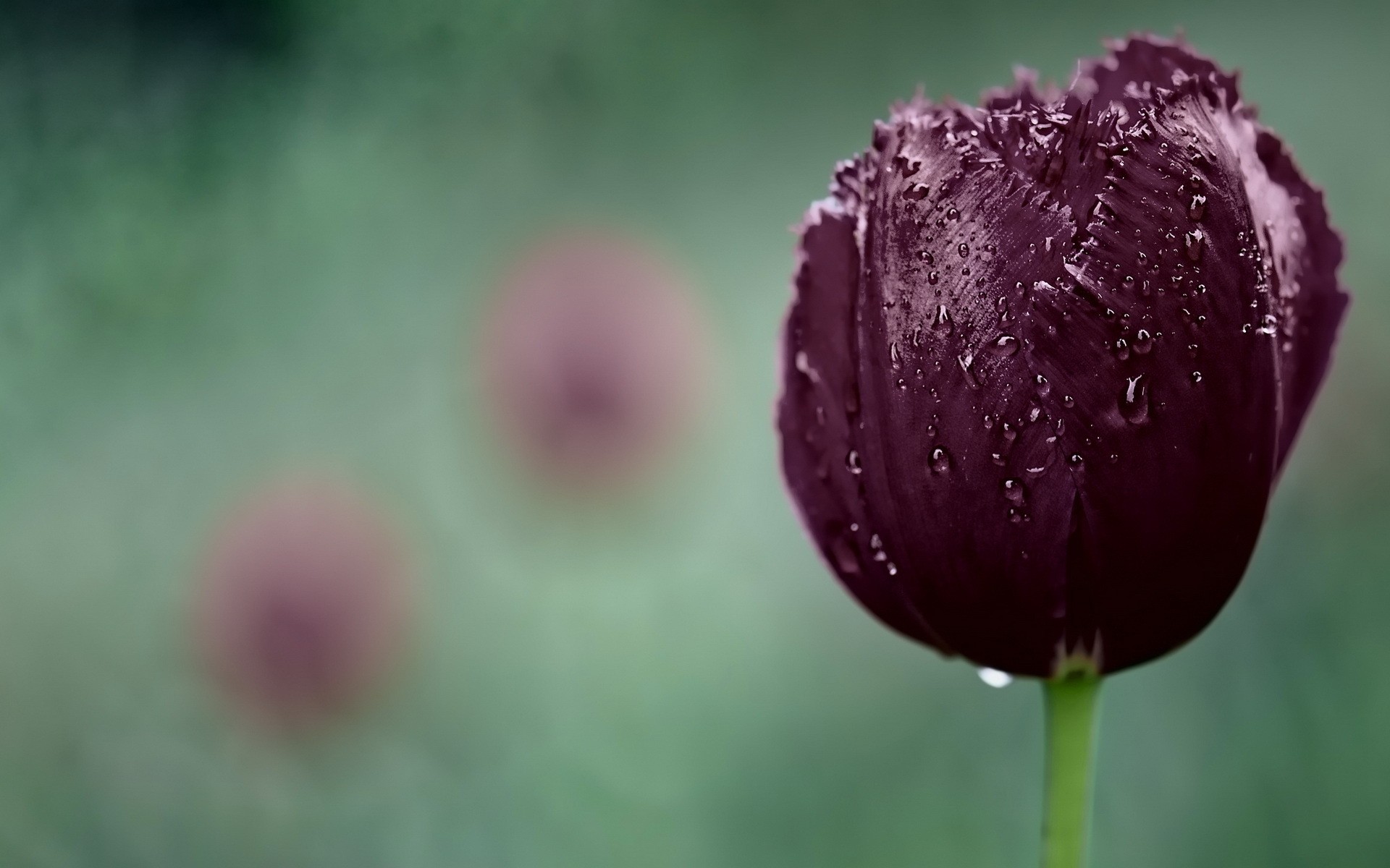 kwiaty kwiat natura lato flora liść ogród na zewnątrz jasny deszcz rosy rozmycie wzrost tulipan mokry kolor