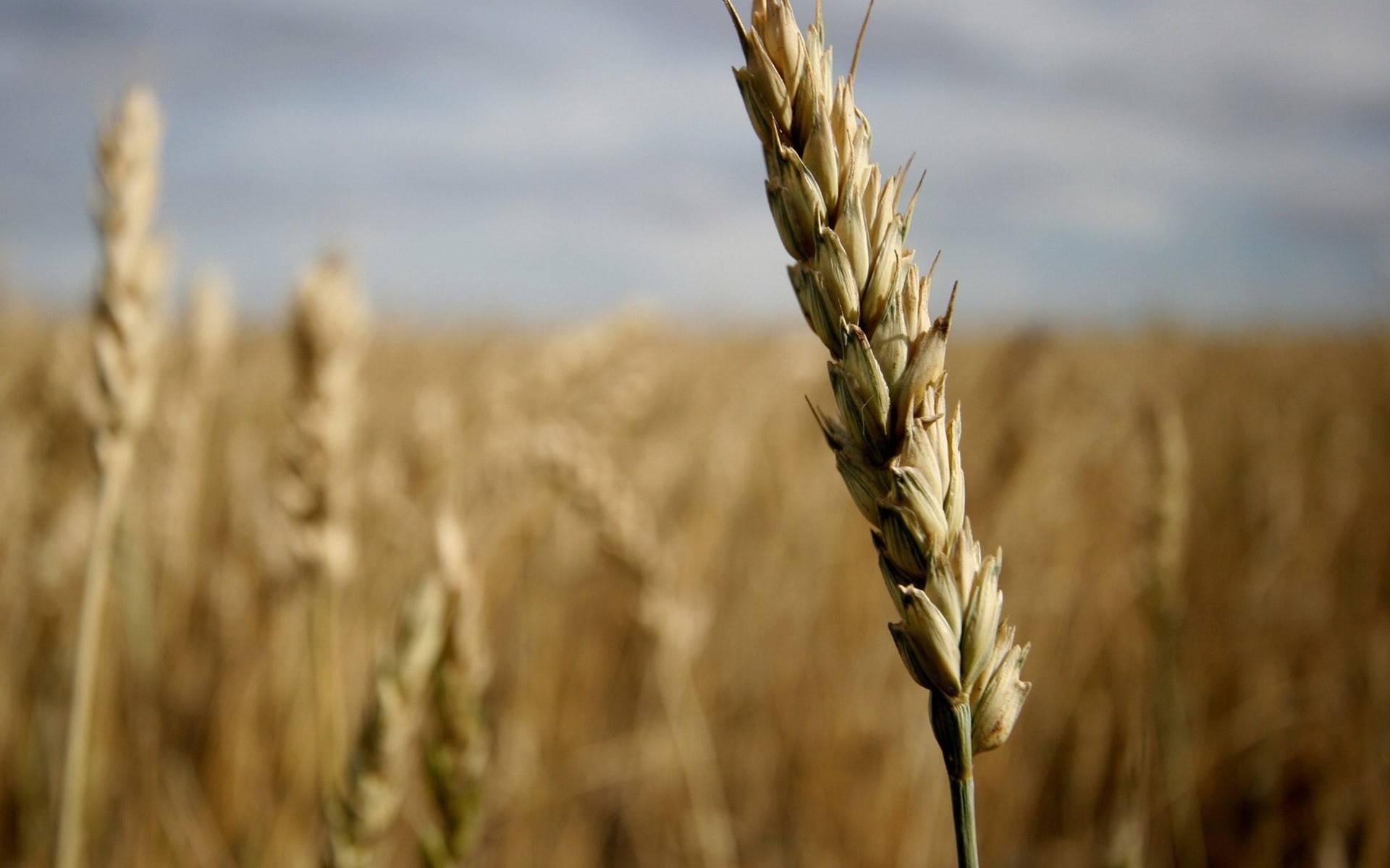 plantas trigo cereales paja centeno pan maíz rural pasto cosecha campo granja agricultura campo cebada oro pico semilla harina crecimiento