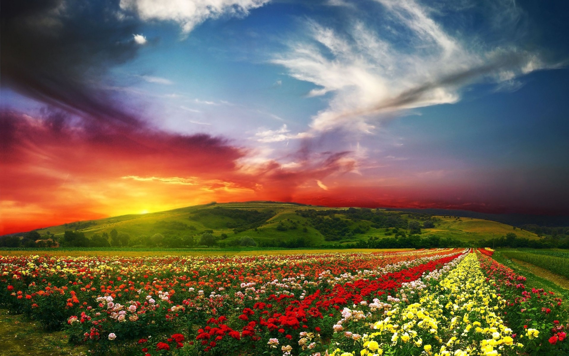 landscapes flower landscape sky nature field outdoors rural sunset grass agriculture countryside cropland hayfield sun summer hdr hill clouds