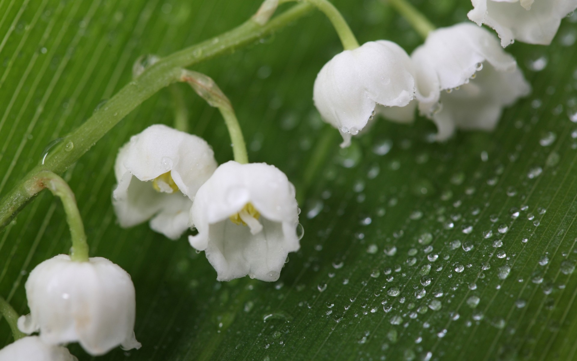 kwiaty liść natura flora kwiat spadek deszcz wzrost ogród czystość rosa zbliżenie lato mokre na zewnątrz sezon lily