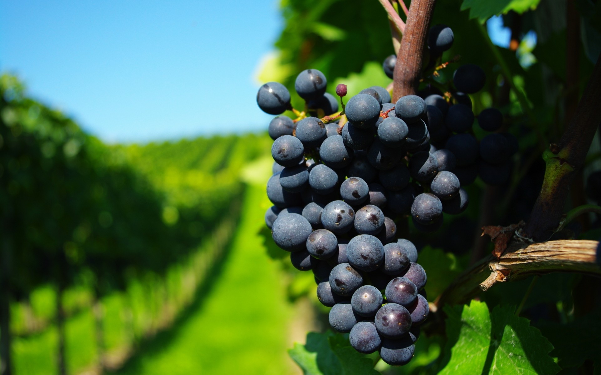 autumn nature fruit vine leaf pasture vineyard summer agriculture wine outdoors grape farm flora food winery tree cluster crop grapevine fruits black grapes