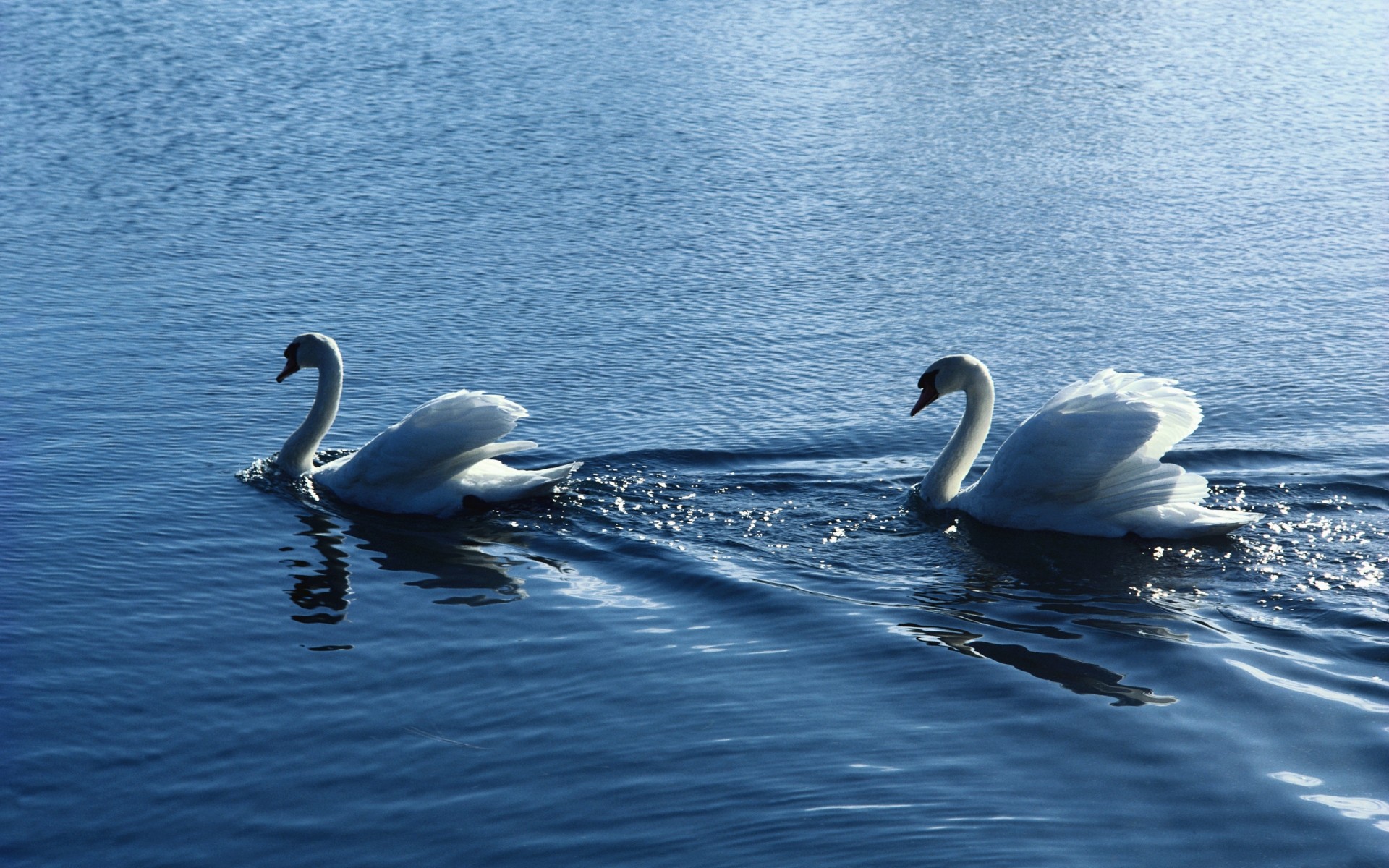 swans swan water bird lake nature swimming waterfowl reflection pool composure outdoors feather wildlife beautiful summer poultry