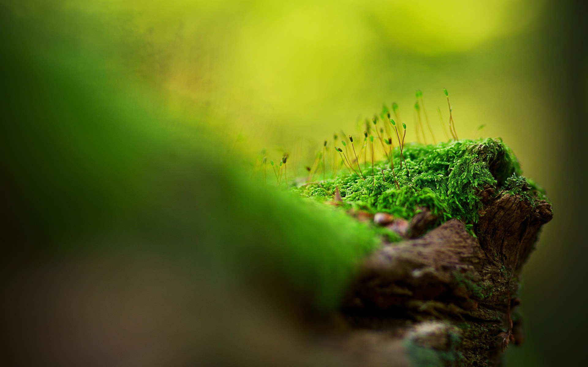 plantas hoja desenfoque crecimiento naturaleza hierba jardín ecología flora ambientes