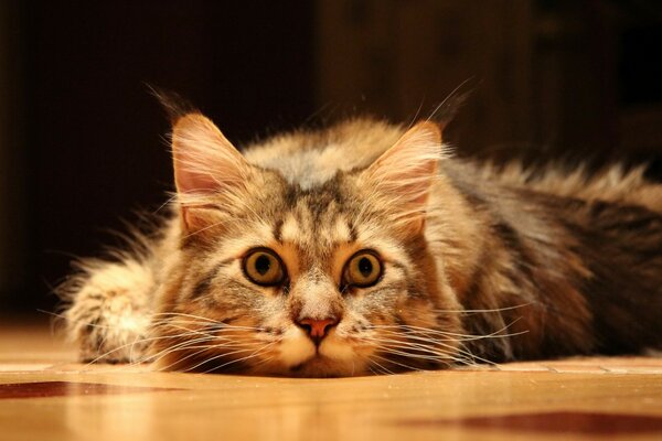 A cat lying on the floor and waiting for the moment