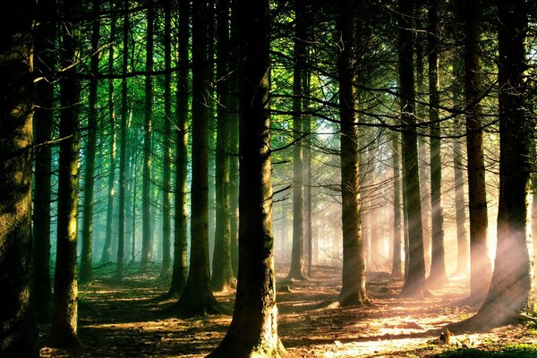 Matin dans la forêt de pins