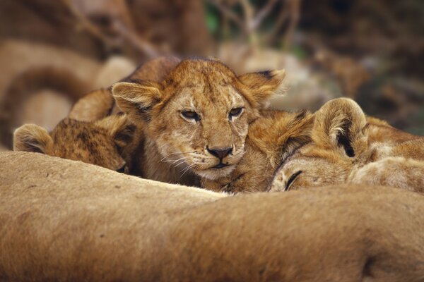 Wild cats are lying on a rock