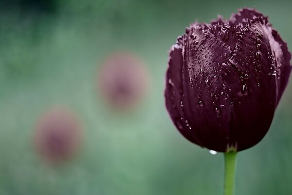 Dark tulip in the rain in the field