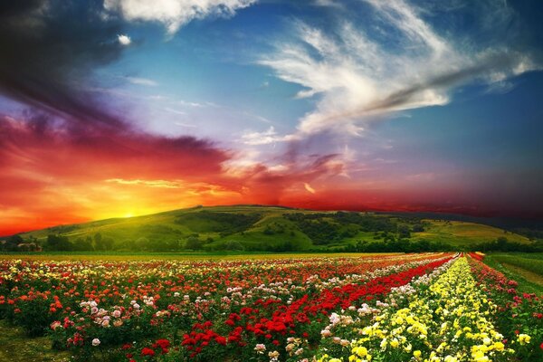 A whole field of colorful flowers and a sunset behind the mountain