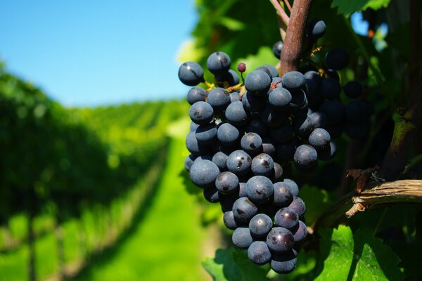 Uvas en una plantación de uva de verano