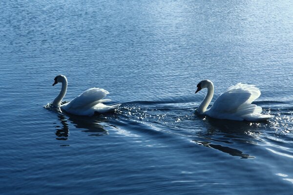 Cisnes nadando em um lago limpo