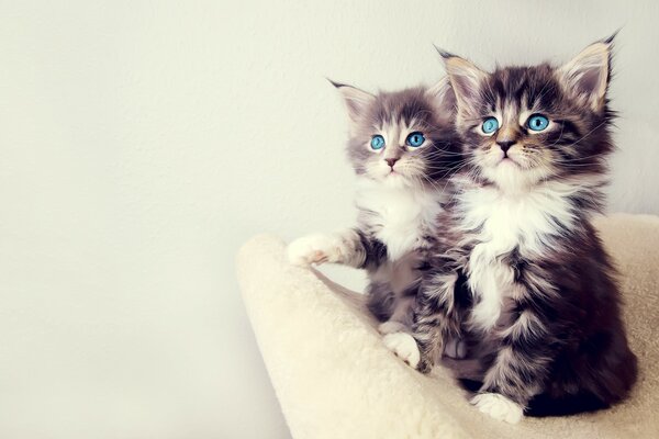 Un par de peludos gatitos de ojos azules