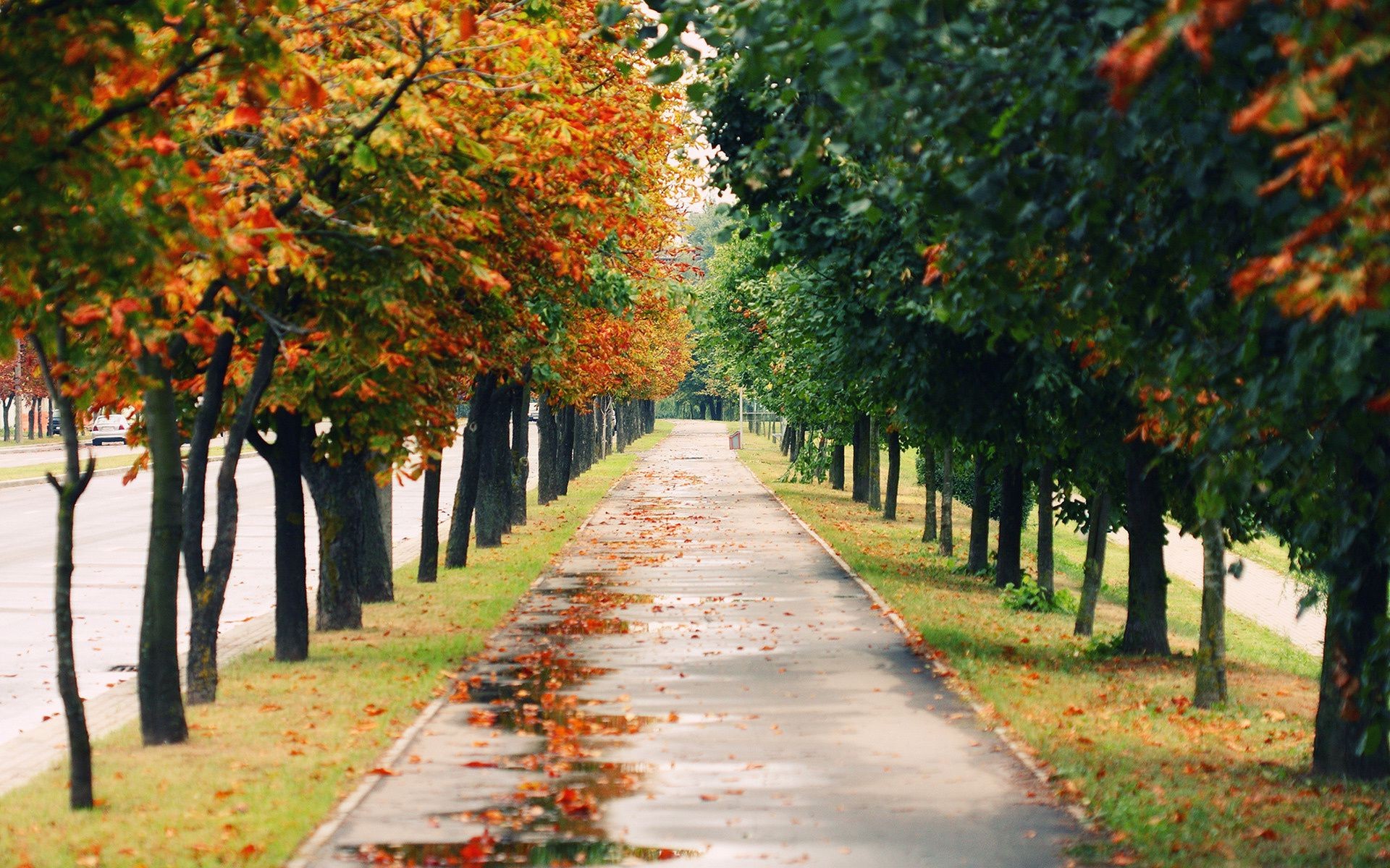 autumn fall leaf tree park road guidance landscape wood outdoors alley avenue daylight scenic season nature footpath branch maple lane