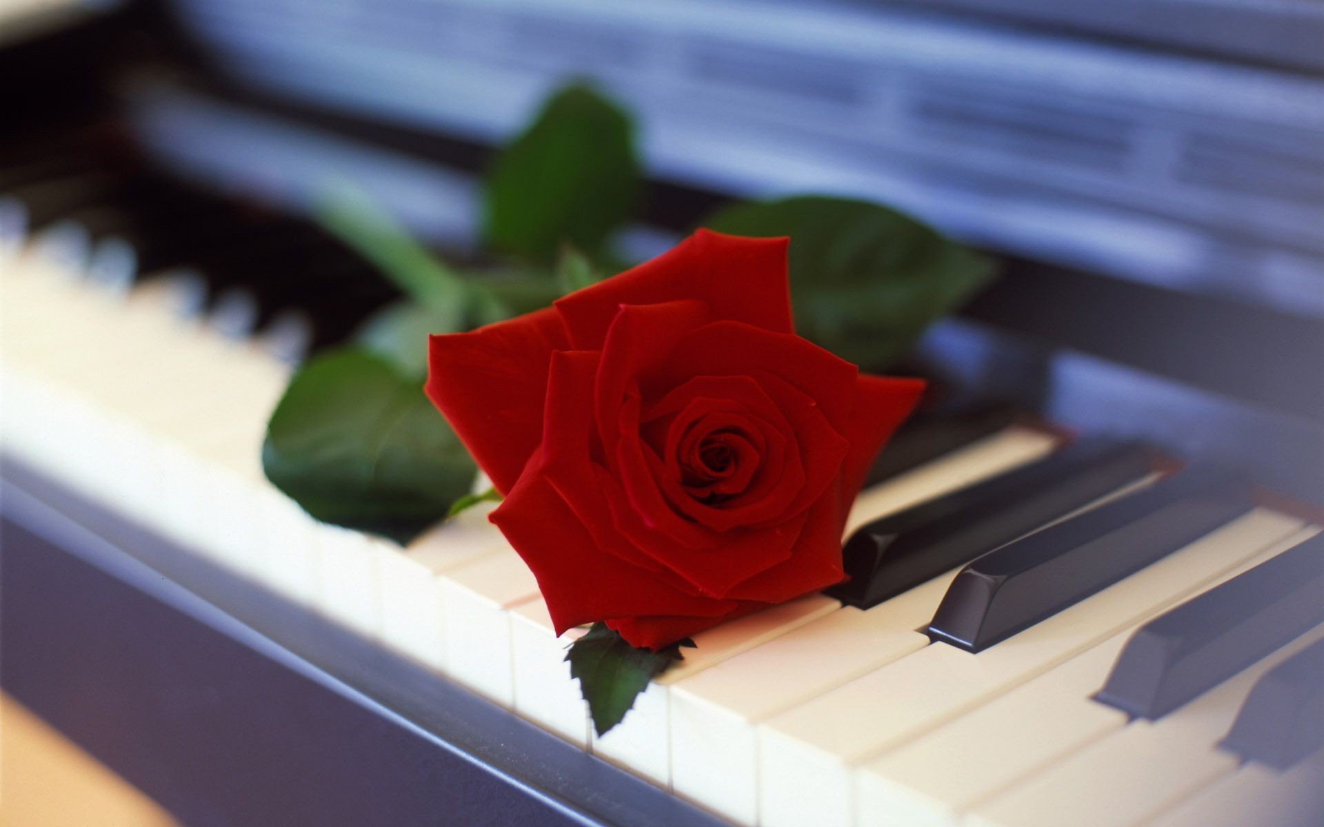 roses piano fleur son musique chat harmonie instrument clavier chanson clé note ébène romance amour jazz accord