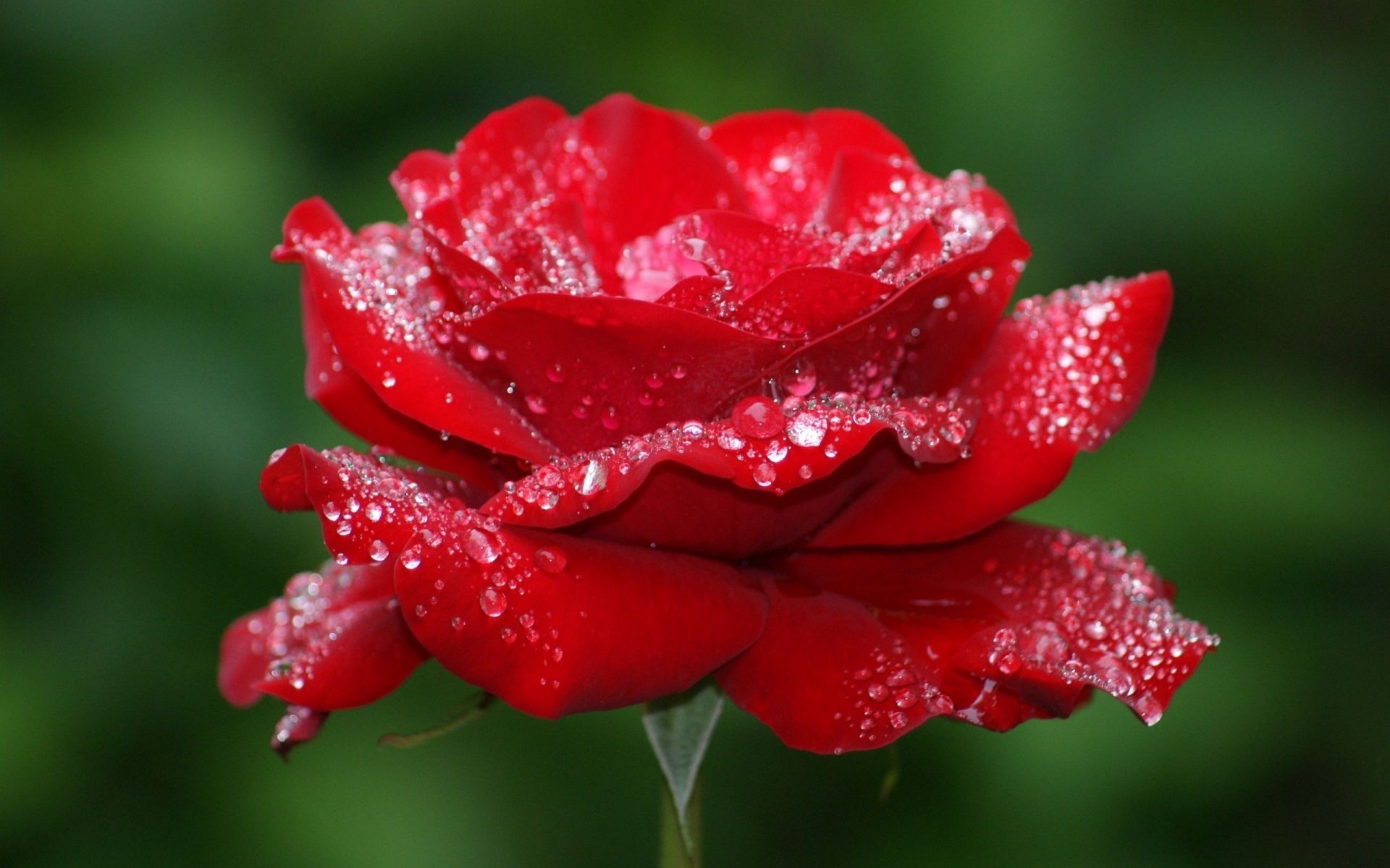 цветок роза капельки бесплатно