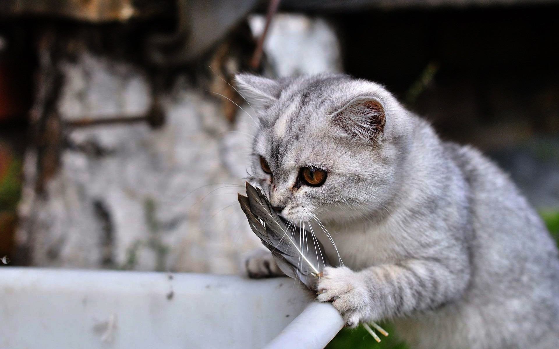 gatos gato animal lindo doméstico retrato gris mamífero naturaleza mascota piel ojo pequeño gatito viendo joven plumas gatito fondo