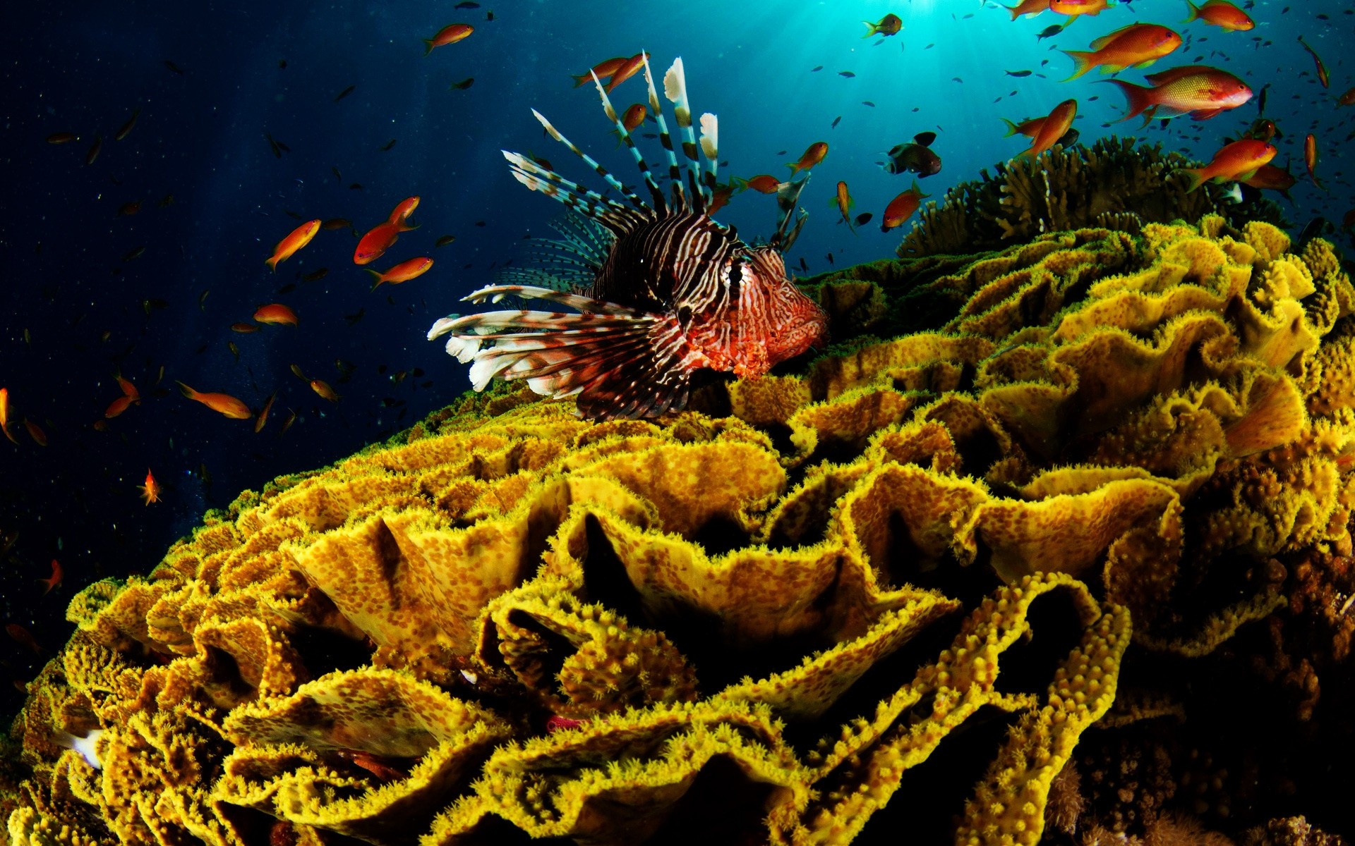 animaux marins sous-marin poissons invertébrés corail mer océan eau récif