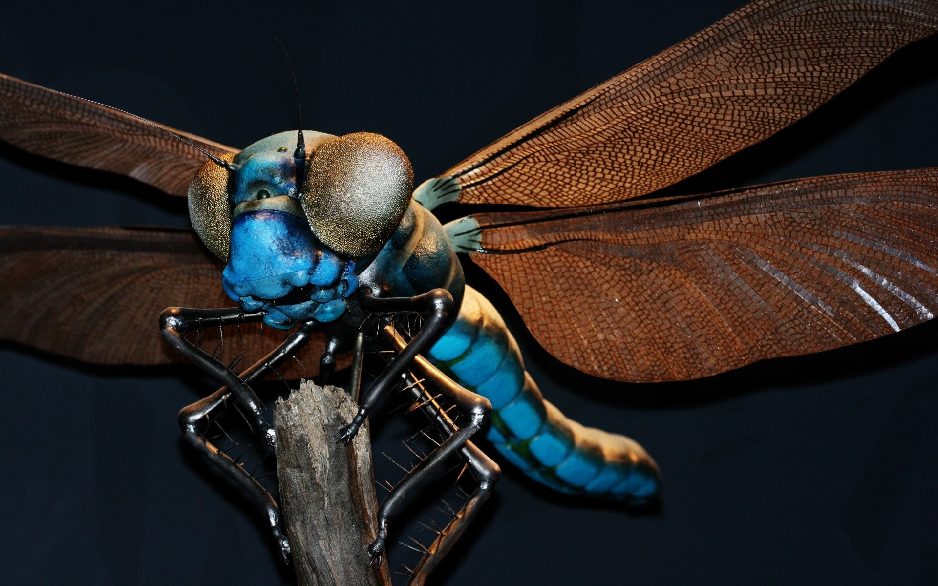 animais inseto invertebrados borboleta voar antena libélula animal asa natureza único vida selvagem biologia cor ciência