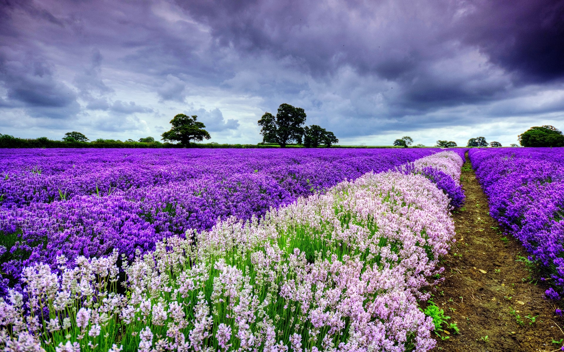 blumen blume natur flora feld landschaft blühen auf dem land sommer garten heuhaufen blumen im freien saison farbe wachstum landschaft landwirtschaft lavendel violet hintergrund