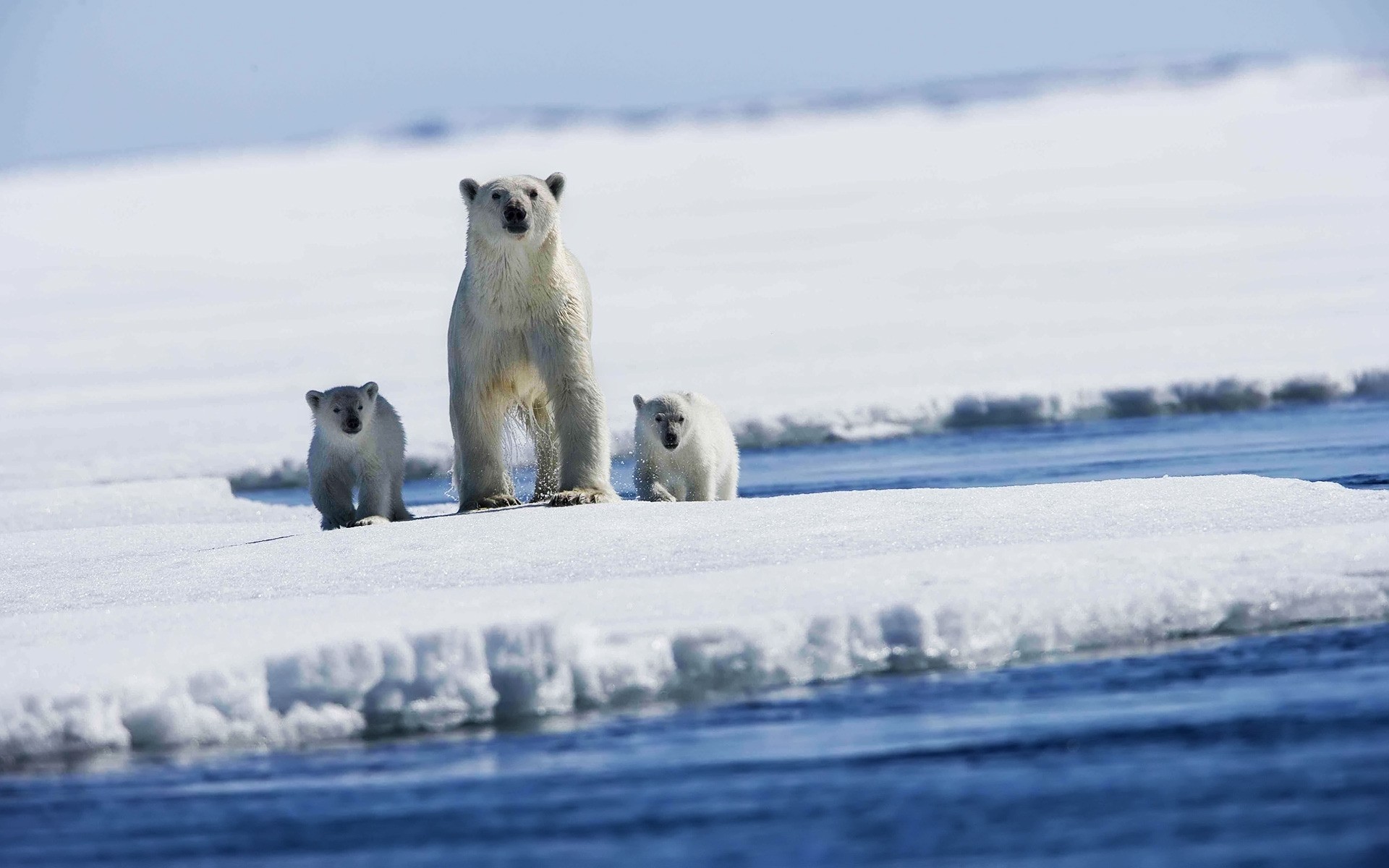 animali gelido neve inverno acqua ghiaccio freddo all aperto congelato mammifero gelo polare natura paesaggio orso