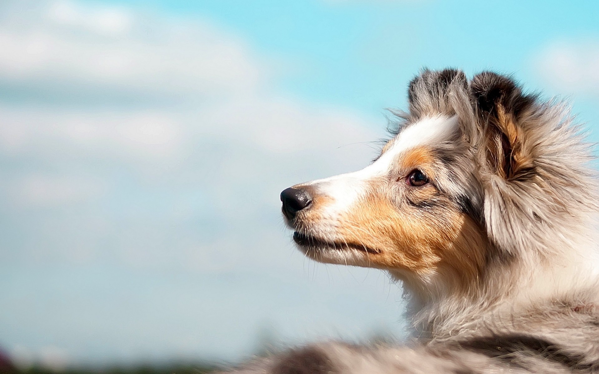 perros perro mamífero animal mascota lindo perro retrato naturaleza pelaje ver al aire libre