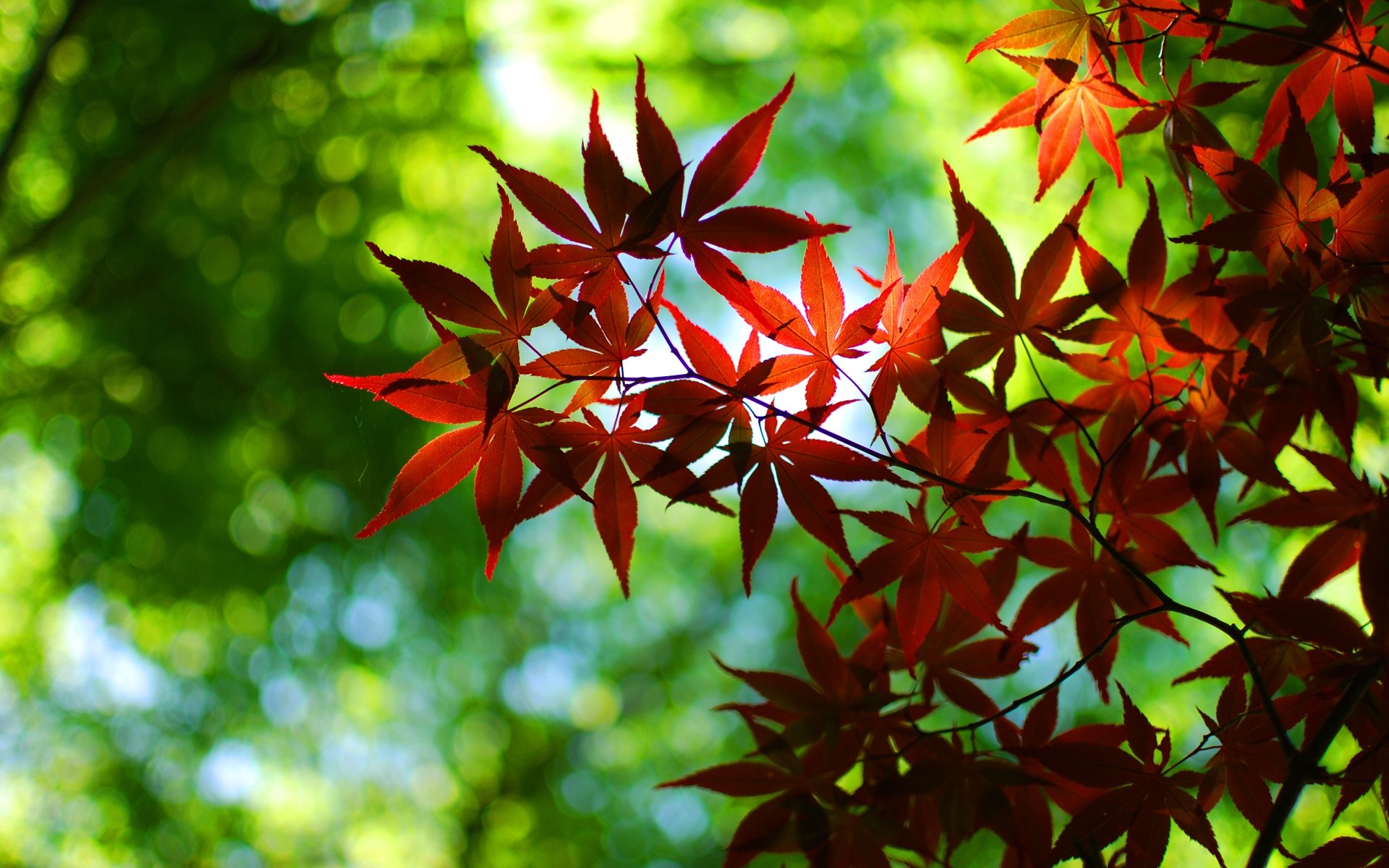 otoño hoja naturaleza brillante flora árbol verano exuberante otoño fondo