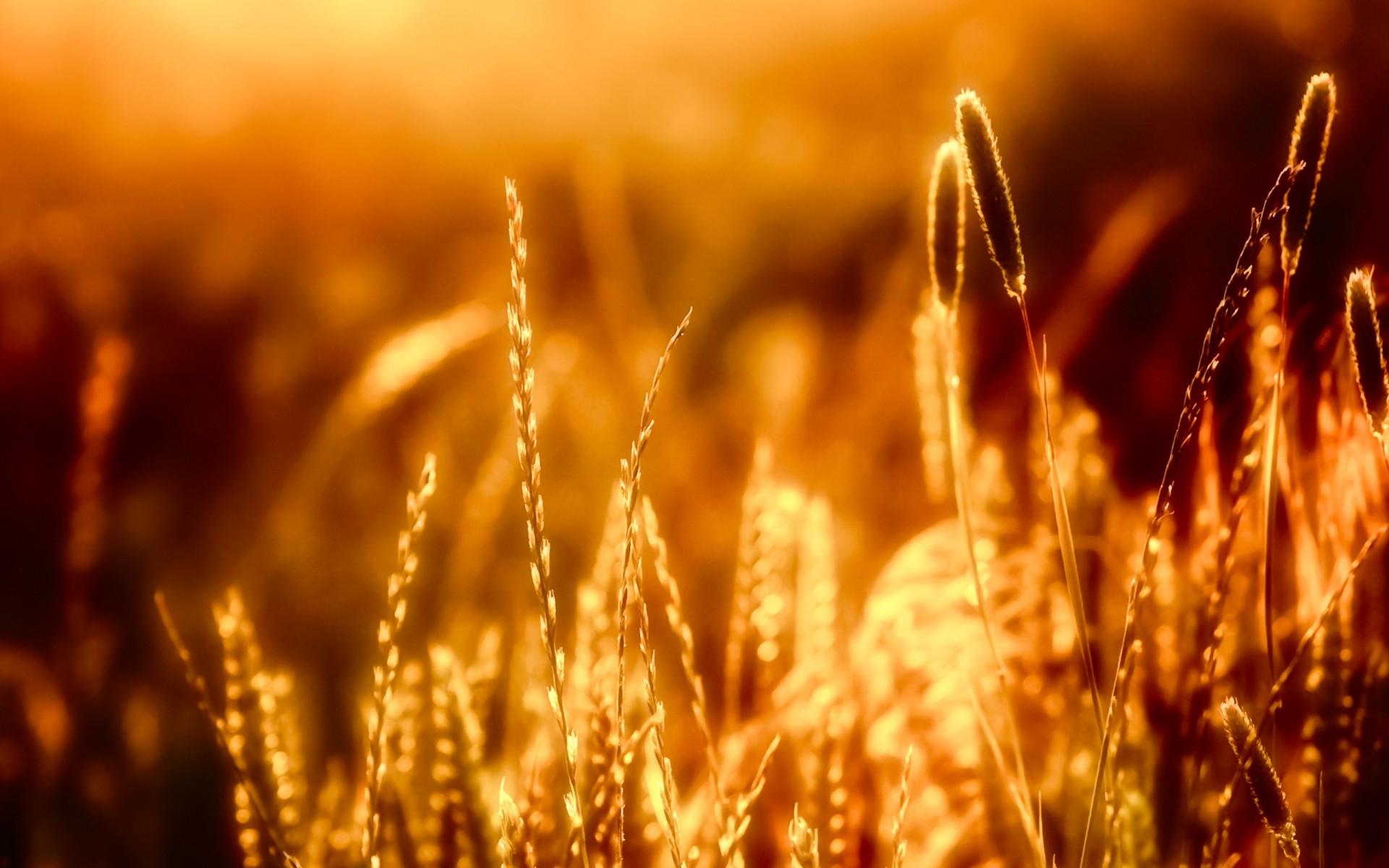 landschaft gold weizen müsli brot ländliche roggen mais stroh weide ernte feld sonne samen gerste wachstum landschaft ackerland natur bauernhof sonnenuntergang