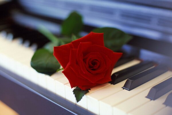 Rose sur les touches du piano