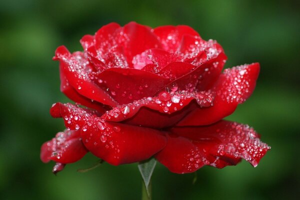 Rosa roja en gotas de rocío