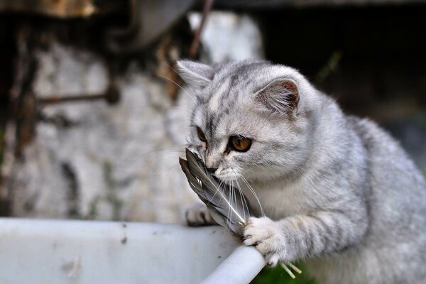 Grey cat sniffs a feather