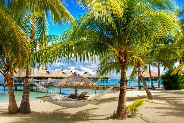 Tropical beach with palm trees and hammock